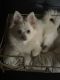 Pomeranian Puppies for sale in Portland, OR, USA. price: $1,000