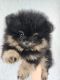 Pomeranian Puppies for sale in Miami, FL, USA. price: $1,000
