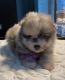 Pomeranian Puppies for sale in Hutto, TX 78634, USA. price: $2,900