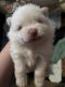 Pomeranian Puppies for sale in Binghamton, NY, USA. price: $485