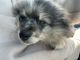 Pomeranian Puppies for sale in Dover, PA 17315, USA. price: $1,500