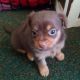 Pomeranian Puppies for sale in Stonyford, CA 95979, USA. price: NA