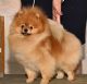 Pomeranian Puppies for sale in Temecula, CA, USA. price: NA
