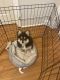 Pomeranian Puppies for sale in Haskell, Wanaque, NJ 07420, USA. price: NA