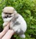 Pomeranian Puppies for sale in Des Plaines, IL, USA. price: $2,200