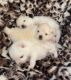 Pomeranian Puppies for sale in Boca Raton, FL, USA. price: $2,000
