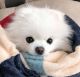 Pomeranian Puppies for sale in Chicago, IL, USA. price: NA