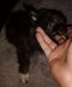 Pomeranian Puppies for sale in Wilmington, NC, USA. price: $500