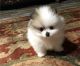 Pomeranian Puppies for sale in Scranton, PA 18505, USA. price: $600