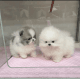 Pomeranian Puppies for sale in Clifton, NJ, USA. price: $500
