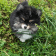 Pomeranian Puppies for sale in KY-90, Burkesville, KY, USA. price: NA