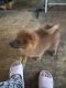 Pomeranian Puppies for sale in Hammond, IN, USA. price: $450