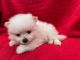 Pomeranian Puppies for sale in Bakersfield, CA 93306, USA. price: NA