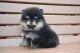 Pomeranian Puppies for sale in Des Plaines, IL, USA. price: $2,200