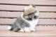 Pomeranian Puppies for sale in Des Plaines, IL, USA. price: $1,600