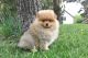 Pomeranian Puppies for sale in Des Plaines, IL, USA. price: $1,600