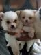 Pomeranian Puppies for sale in Oklahoma City, OK, USA. price: $1,800