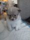 Pomeranian Puppies for sale in 1100 N Anchor Way, Portland, OR 97217, USA. price: $1,500