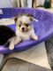 Pomeranian Puppies for sale in Havre, MT 59501, USA. price: NA