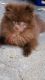 Pomeranian Puppies for sale in Los Angeles, CA 90011, USA. price: NA