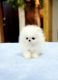 Pomeranian Puppies for sale in Dallas, TX 75270, USA. price: $650