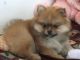 Pomeranian Puppies for sale in Waunakee, WI 53597, USA. price: $599