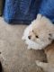 Pomeranian Puppies for sale in Paramount, CA, USA. price: $1,000