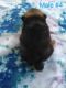 Pomeranian Puppies for sale in Alma, GA 31510, USA. price: $2,000