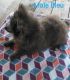 Pomeranian Puppies for sale in Alma, GA 31510, USA. price: $2,200
