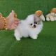 Pomeranian Puppies for sale in Texarkana, TX, USA. price: NA