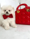 Pomeranian Puppies for sale in Las Vegas, NV, USA. price: $520