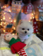 Pomeranian Puppies for sale in Clifton, NJ, USA. price: $400