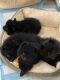 Pomeranian Puppies for sale in Adairsville, GA 30103, USA. price: $800