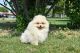 Pomeranian Puppies for sale in Des Plaines, IL, USA. price: $1,000