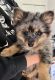 Pomeranian Puppies for sale in Paramus, NJ 07652, USA. price: NA