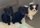 Pomeranian Puppies for sale in Salem, OR, USA. price: NA