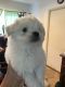 Pomeranian Puppies for sale in Buena Park, CA, USA. price: NA