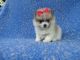 Pomeranian Puppies for sale in Whittier, CA, USA. price: $1,400