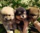 Pomeranian Puppies for sale in Smithtown, NY, USA. price: NA