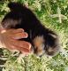Pomeranian Puppies for sale in Smithtown, NY, USA. price: $2,700