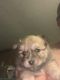 Pomeranian Puppies for sale in Belton, TX, USA. price: $700