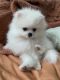Pomeranian Puppies for sale in Miami, FL 33177, USA. price: $3,800