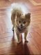 Pomeranian Puppies for sale in Sparta Township, NJ 07871, USA. price: $400