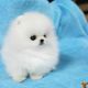 Pomeranian Puppies for sale in Cornelia St, New York, NY 10014, USA. price: $400
