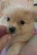 Pomeranian Puppies for sale in Southern Precinct, IL, USA. price: $1,200