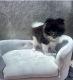 Pomeranian Puppies for sale in Webster, FL 33597, USA. price: $800