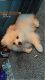 Pomeranian Puppies for sale in Brooklyn, NY, USA. price: $1,600