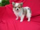 Pomeranian Puppies for sale in Hacienda Heights, CA, USA. price: $799