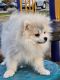 Pomeranian Puppies for sale in Brighton, CO, USA. price: $1,500