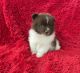 Pomeranian Puppies for sale in La Habra, CA 90631, USA. price: $699